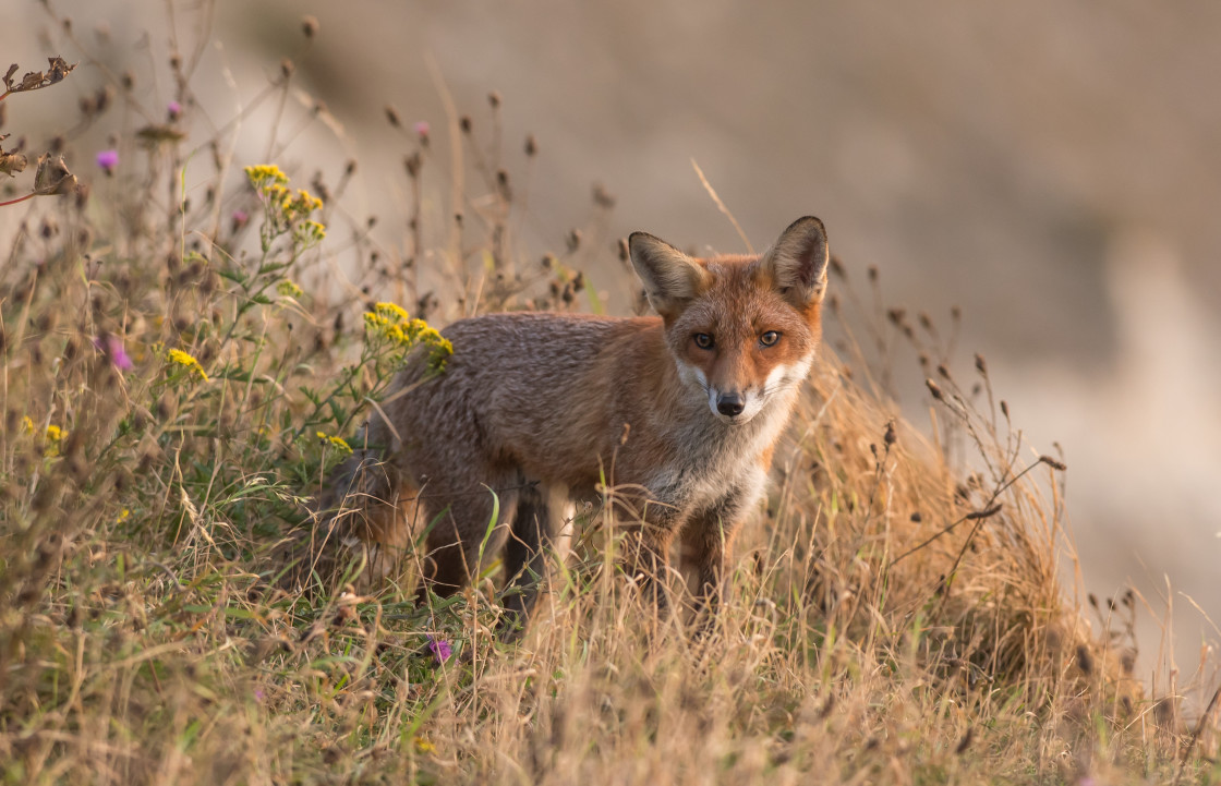 "Red Fox" stock image