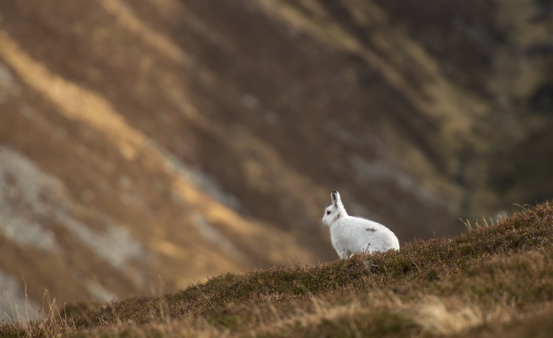 "Mountain Hare - standing out" stock image