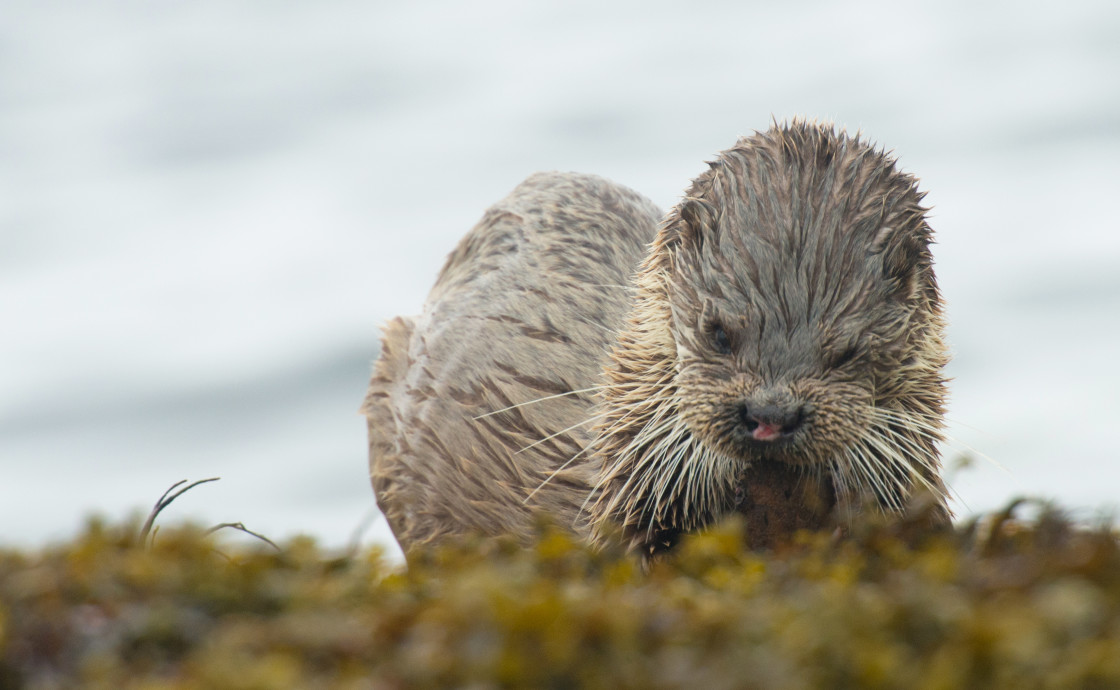 "Feeding Otter, isle of Mull, Scotland" stock image