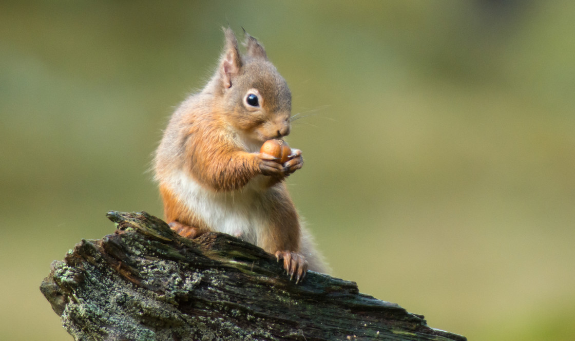 "Red Squirrel Pose" stock image