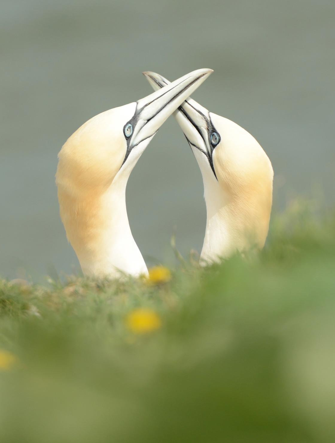 "A pair of Northern Gannets" stock image