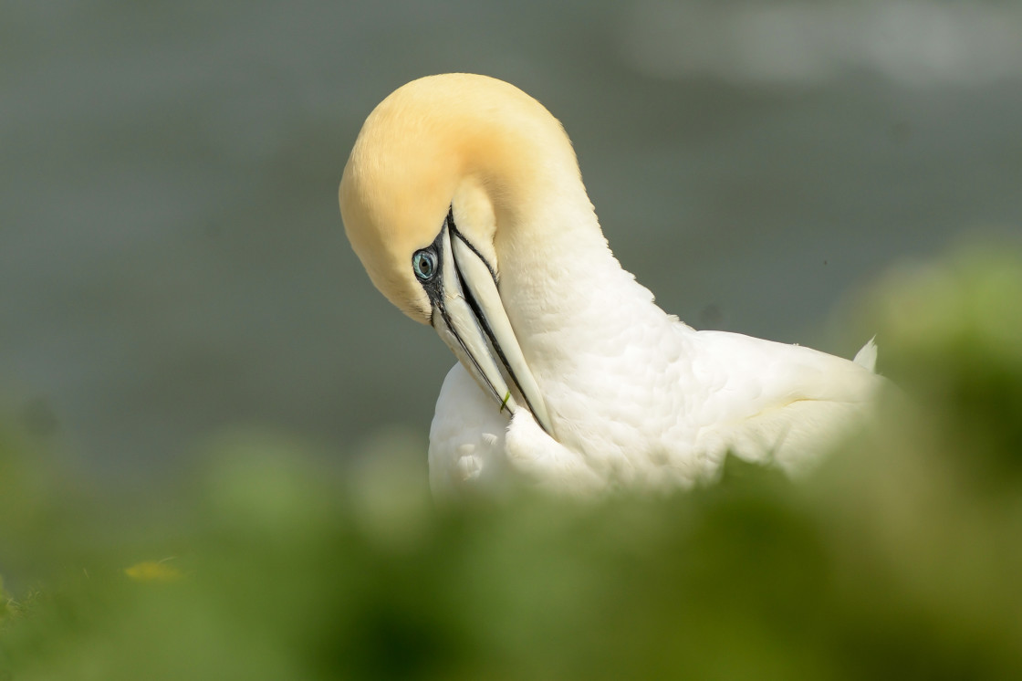 "Preening Gannet" stock image