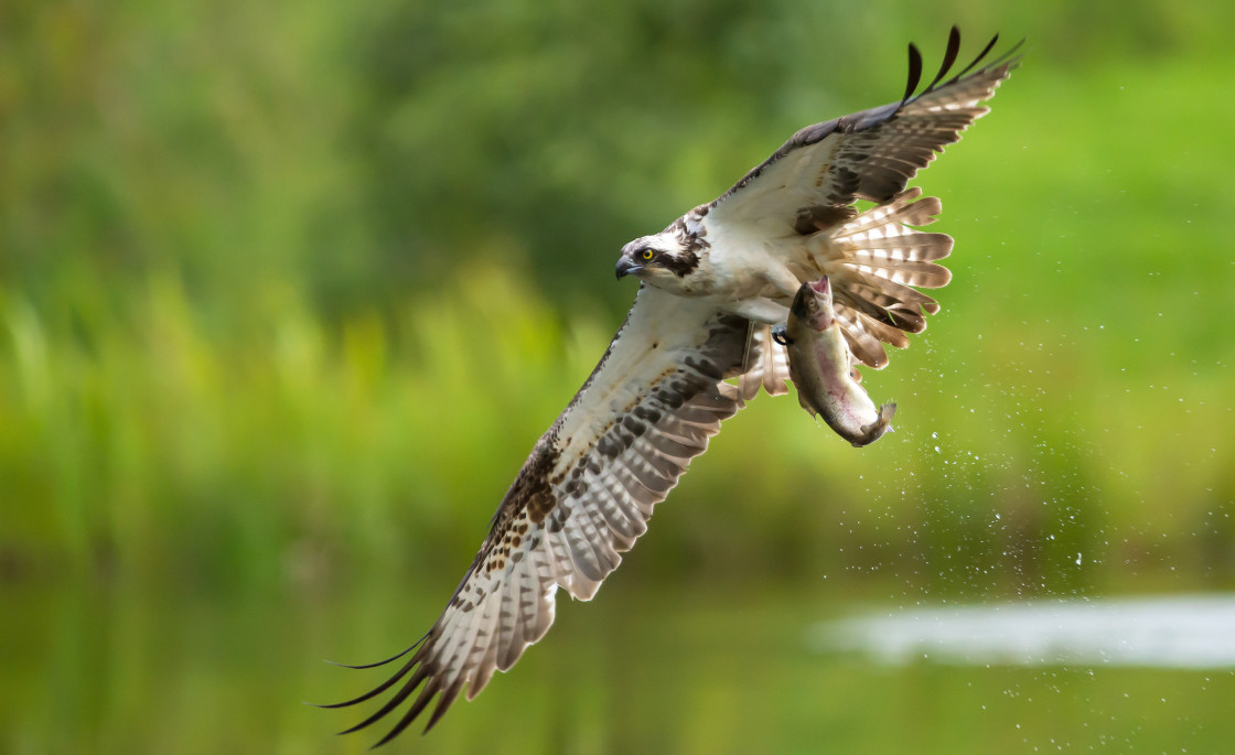 "Osprey away with a fish" stock image
