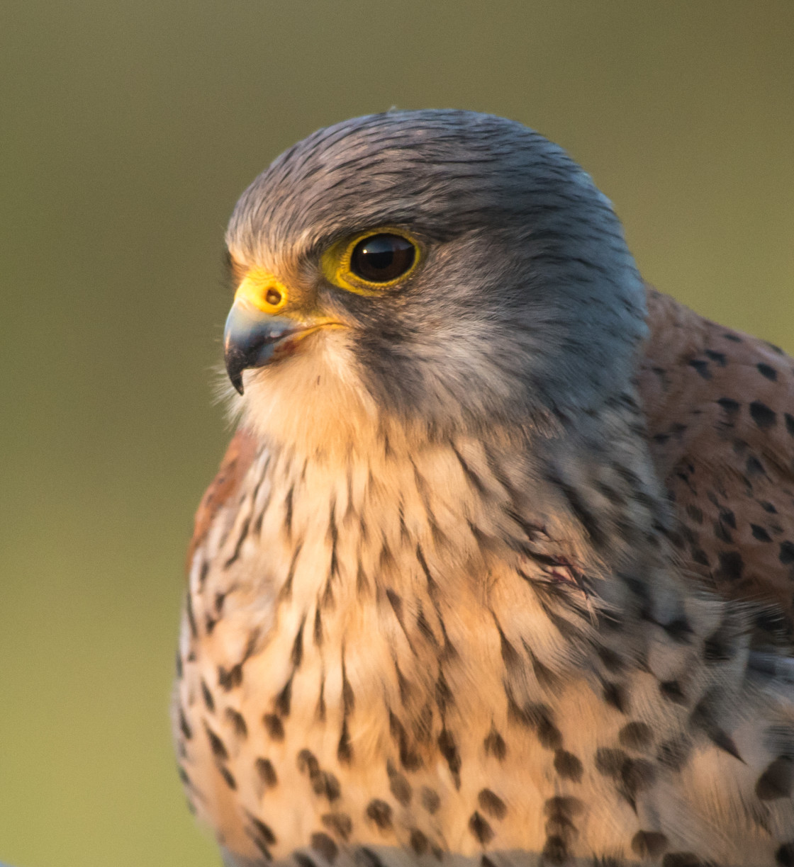 "Kestrel Portrait" stock image