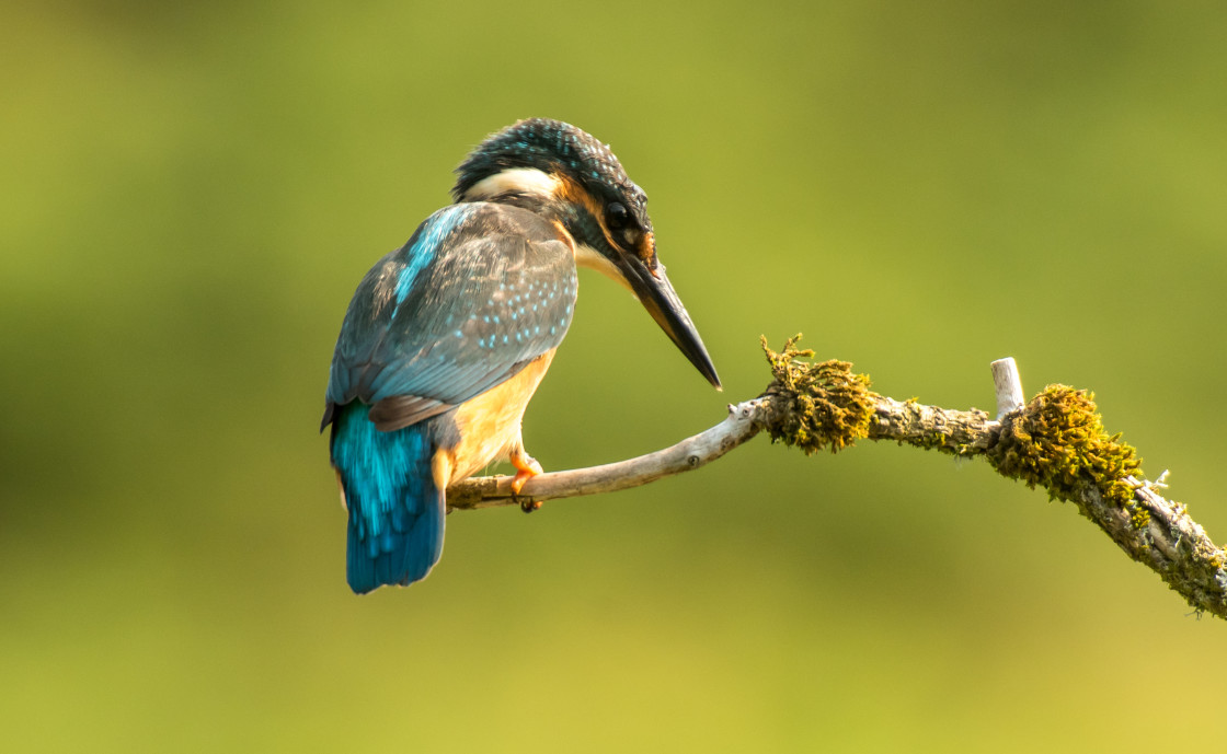 "Kingfisher, looking for fish" stock image