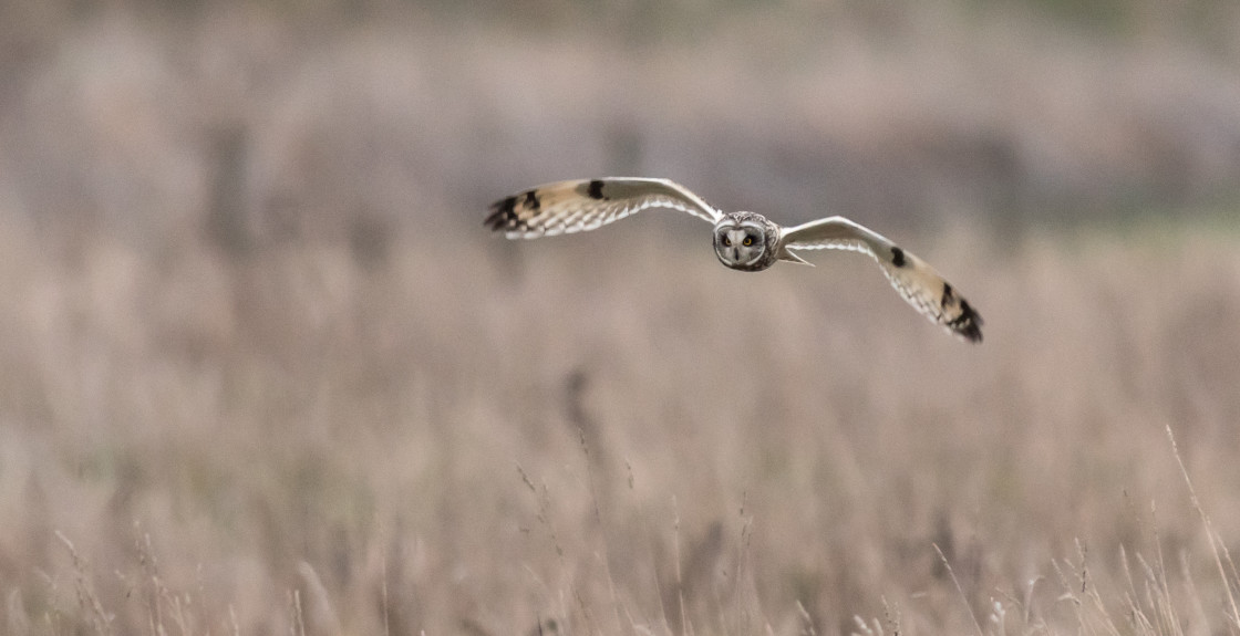 "Short Eared Owl, Burwell Fen, Cambridgeshire" stock image