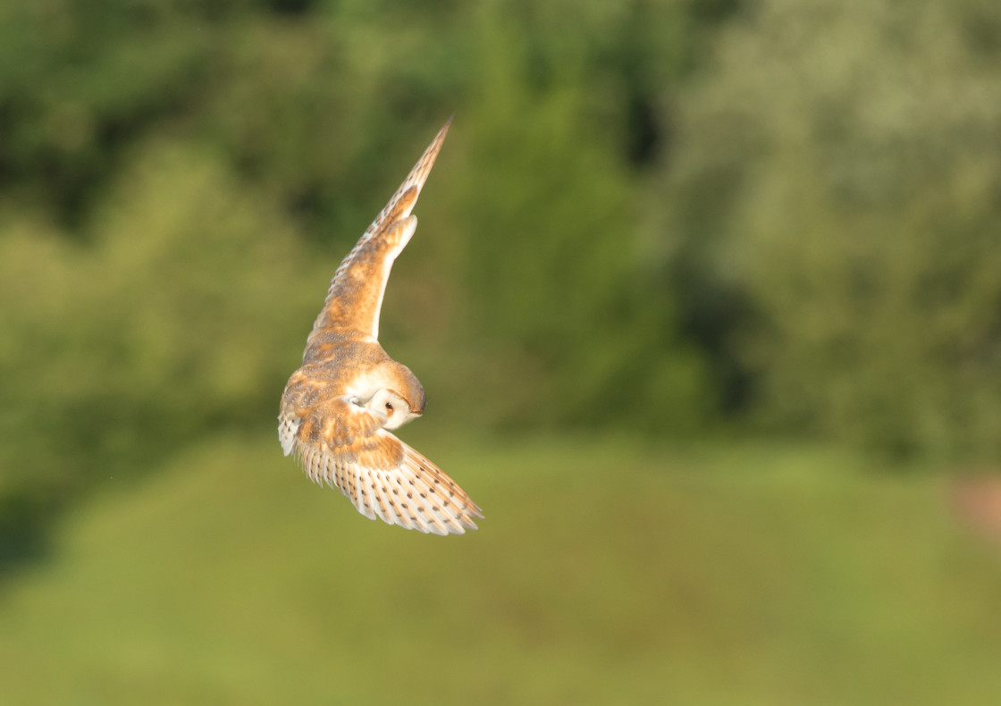 "Barn Owl - doing the Dab" stock image