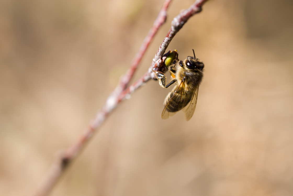 "Bee on a Bud" stock image