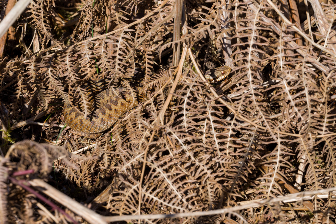 "Female Adder Snake" stock image