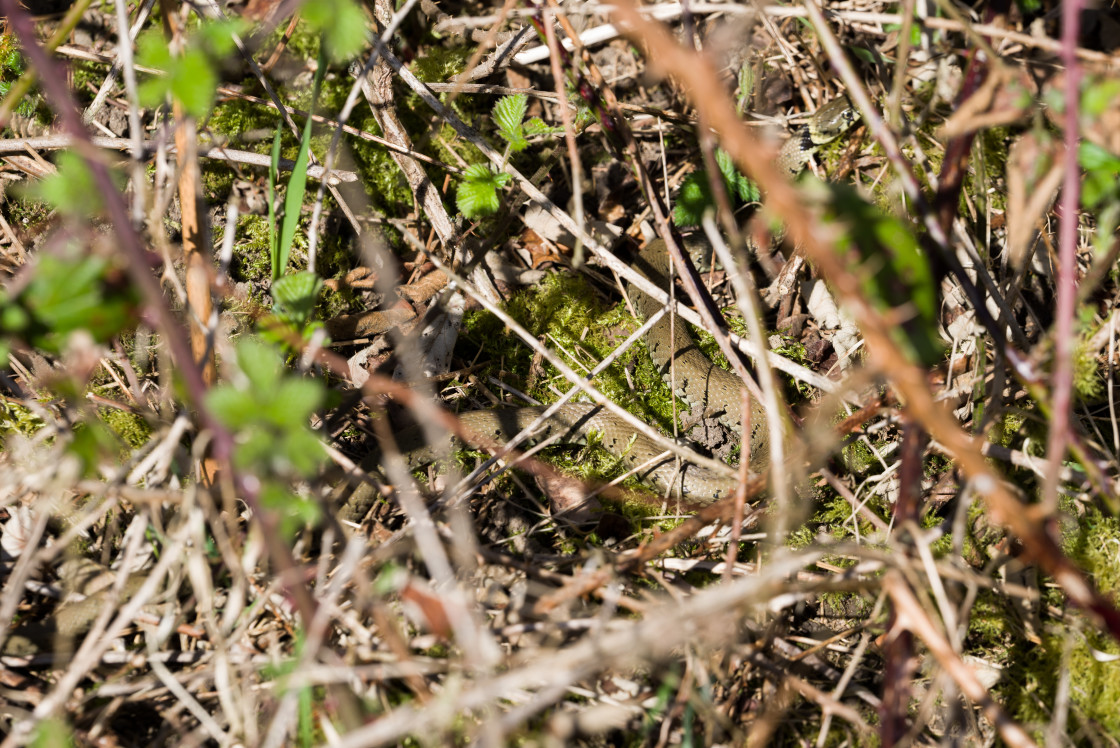 "Grass Snake" stock image