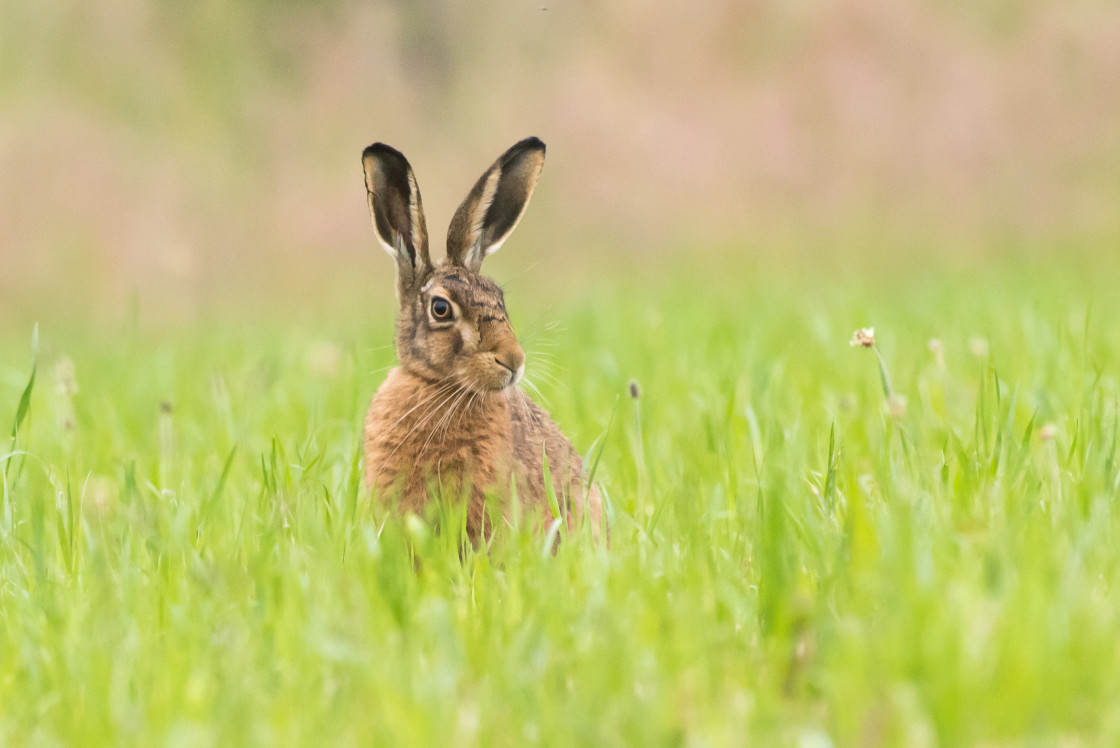 "Beautiful Brown Hare" stock image