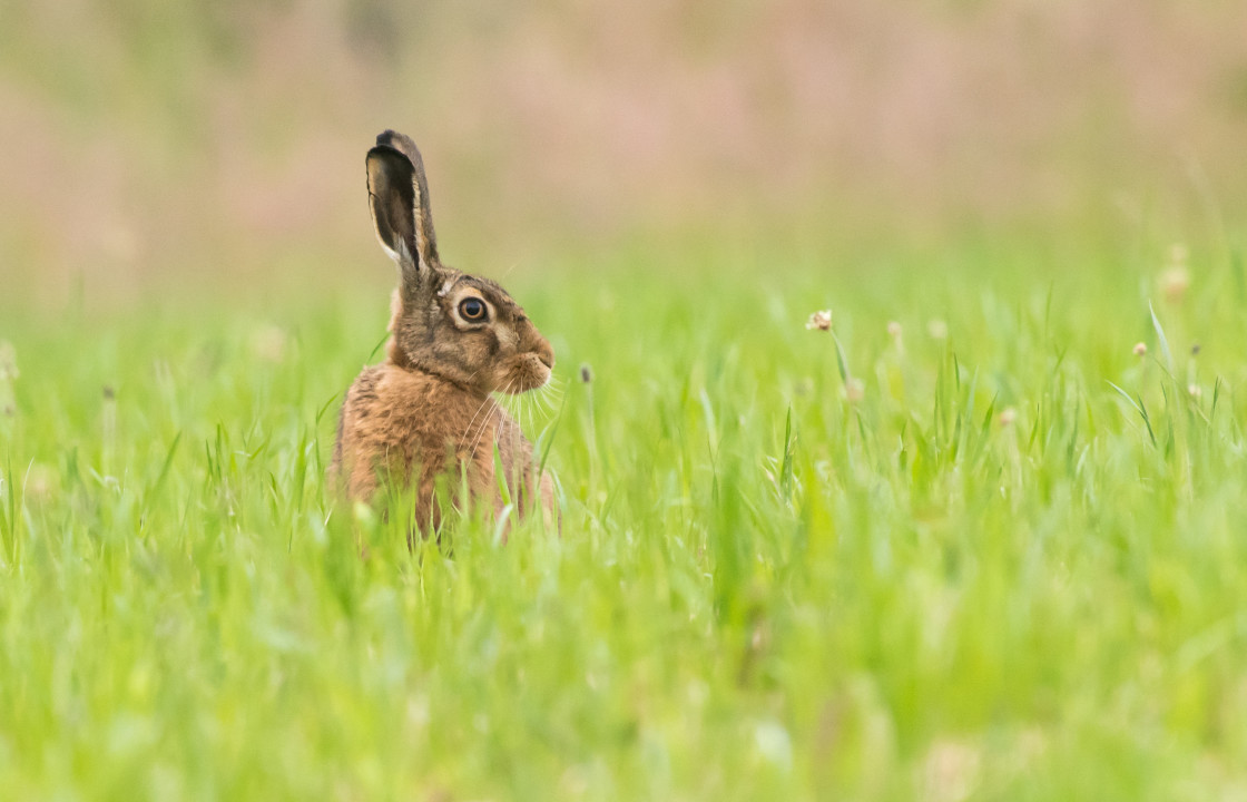 "Brown Hare - looking right" stock image