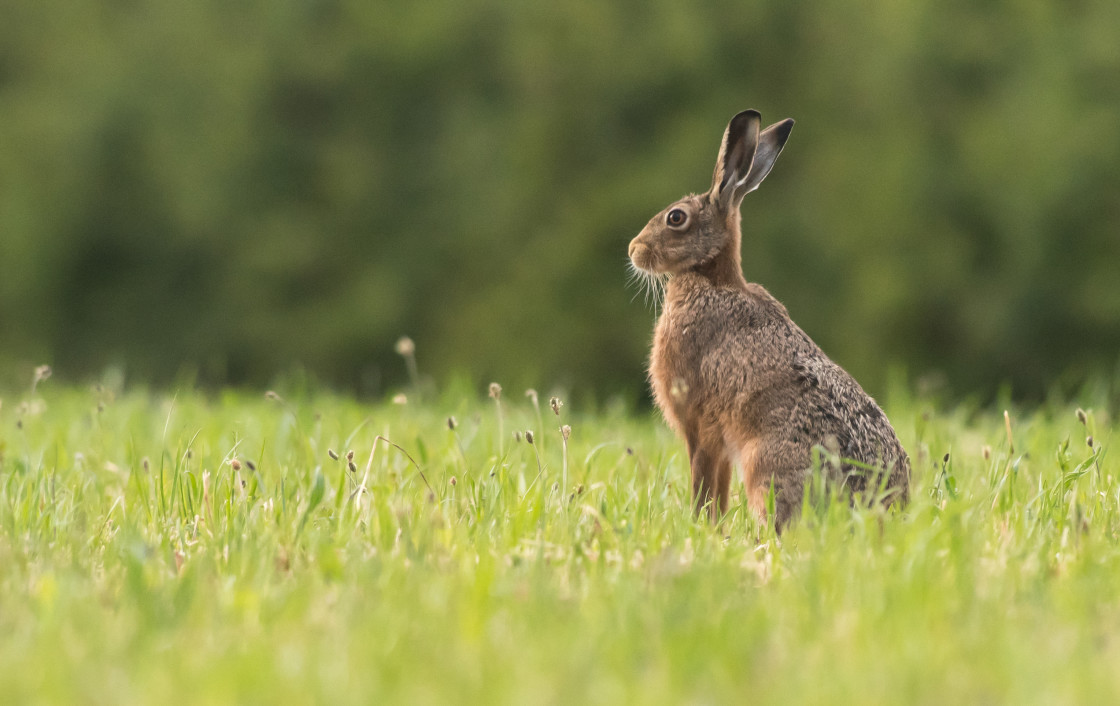 "Brown Hare - on alert" stock image