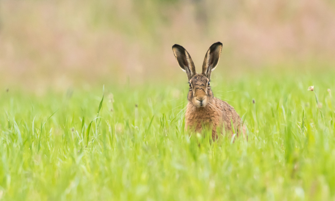 "Brown Hare - Tiger Face" stock image