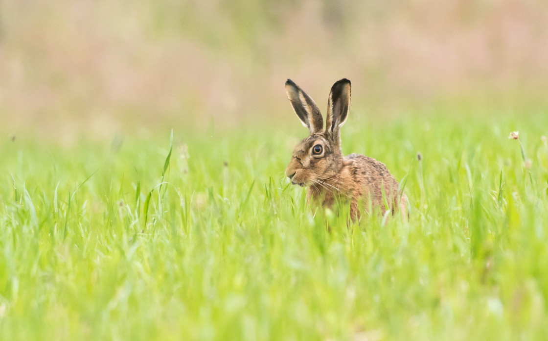 "Grazing Brown Hare" stock image