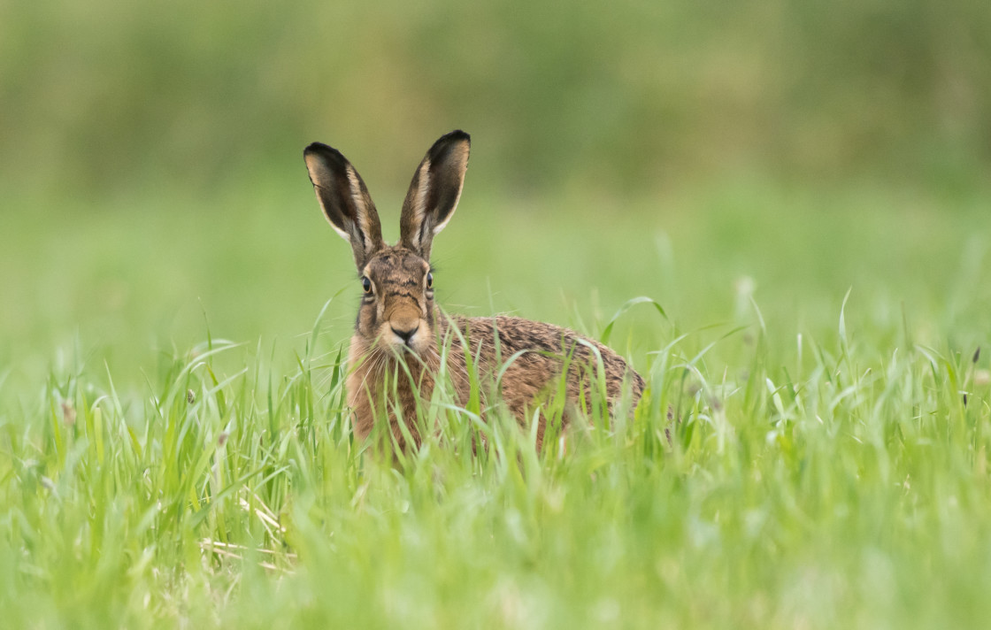 "Feeding Brown Hare" stock image