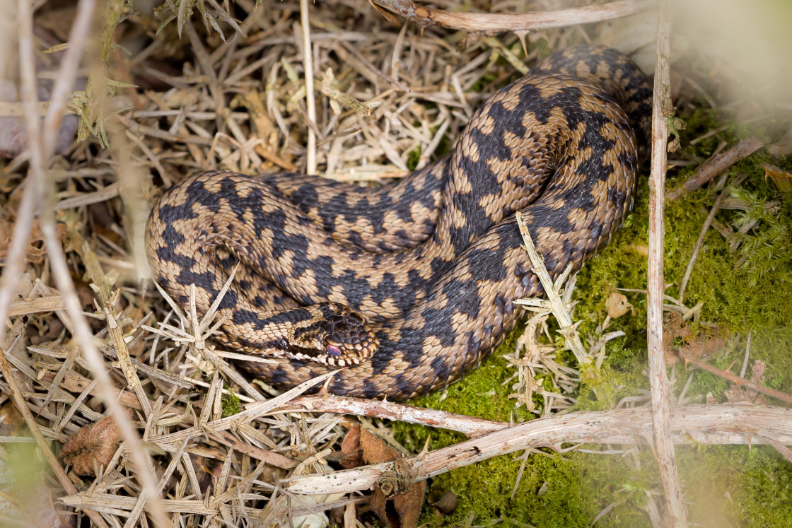 "Male Adder" by Gordon England - $12.55 "Male Adder" stock image