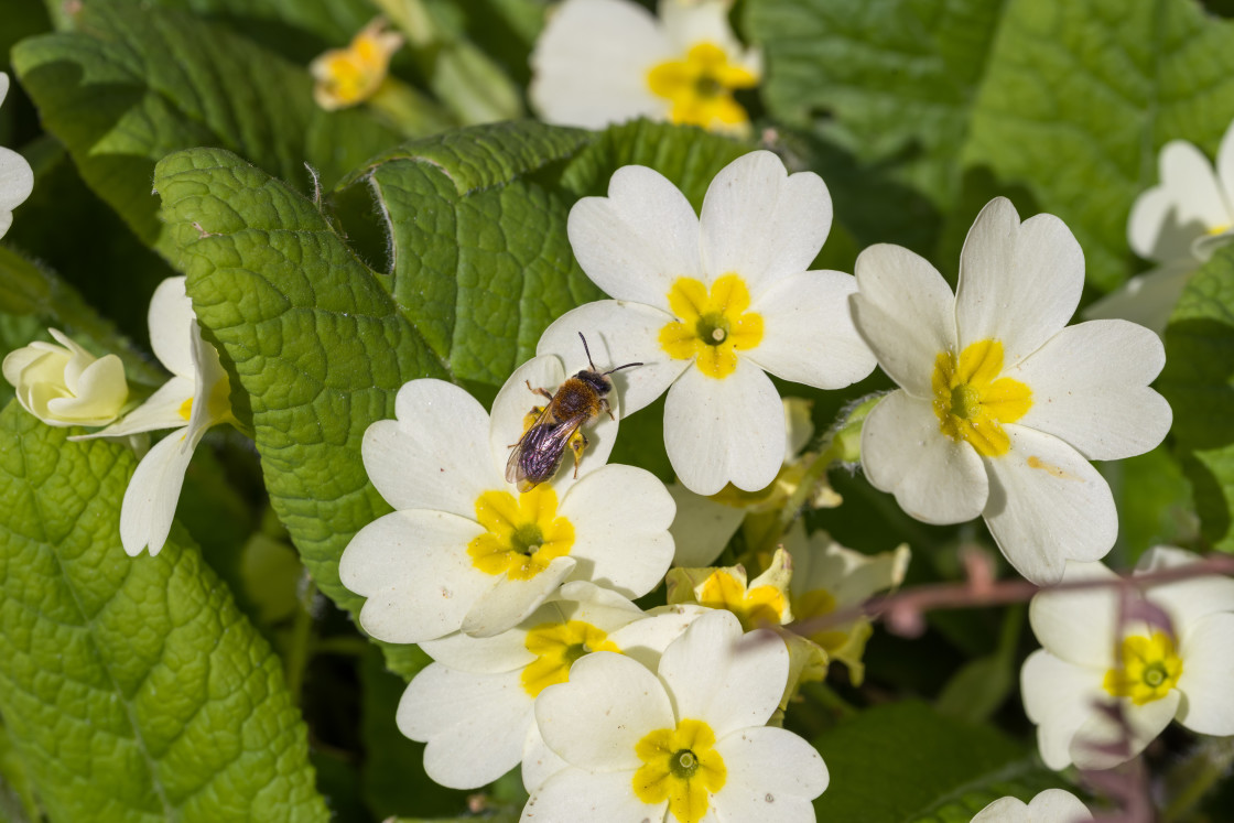 "Bee on Primrose Flower" stock image