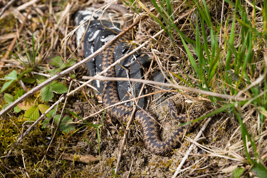 "Male Adder" by Gordon England - $12.24 "Male Adder" stock image
