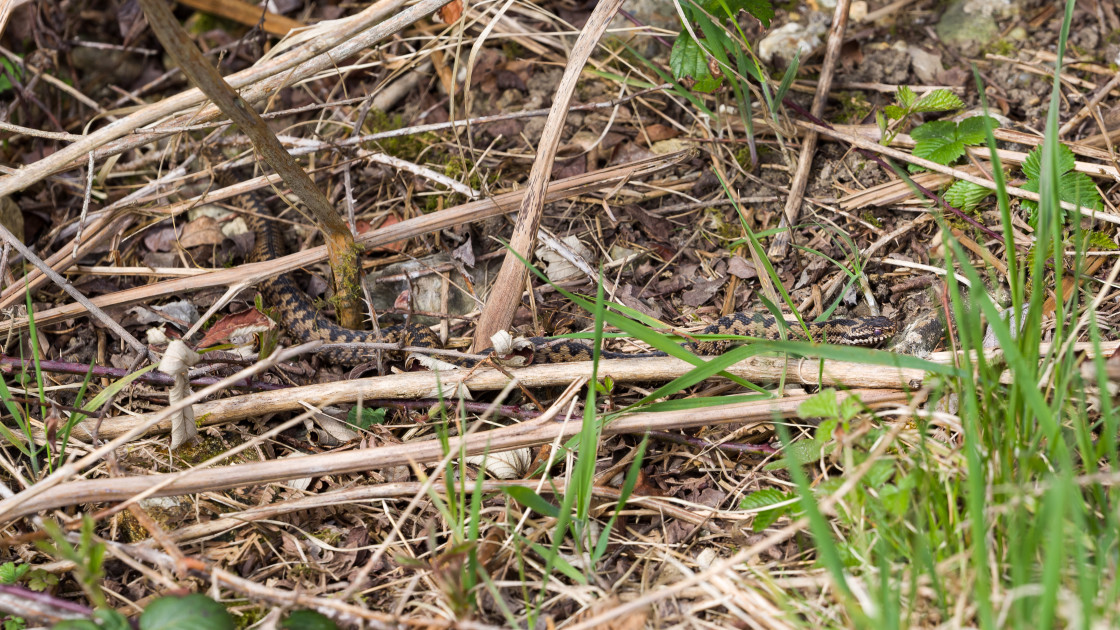 "Adder on the Move" stock image