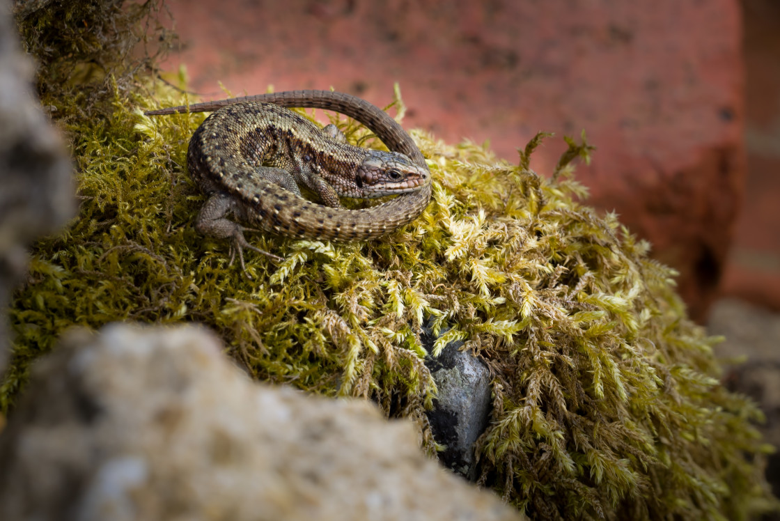 "Common Lizard" stock image