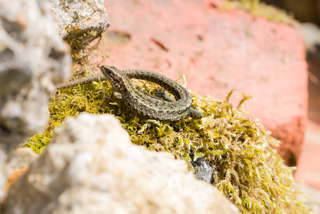 "Common Lizard" stock image