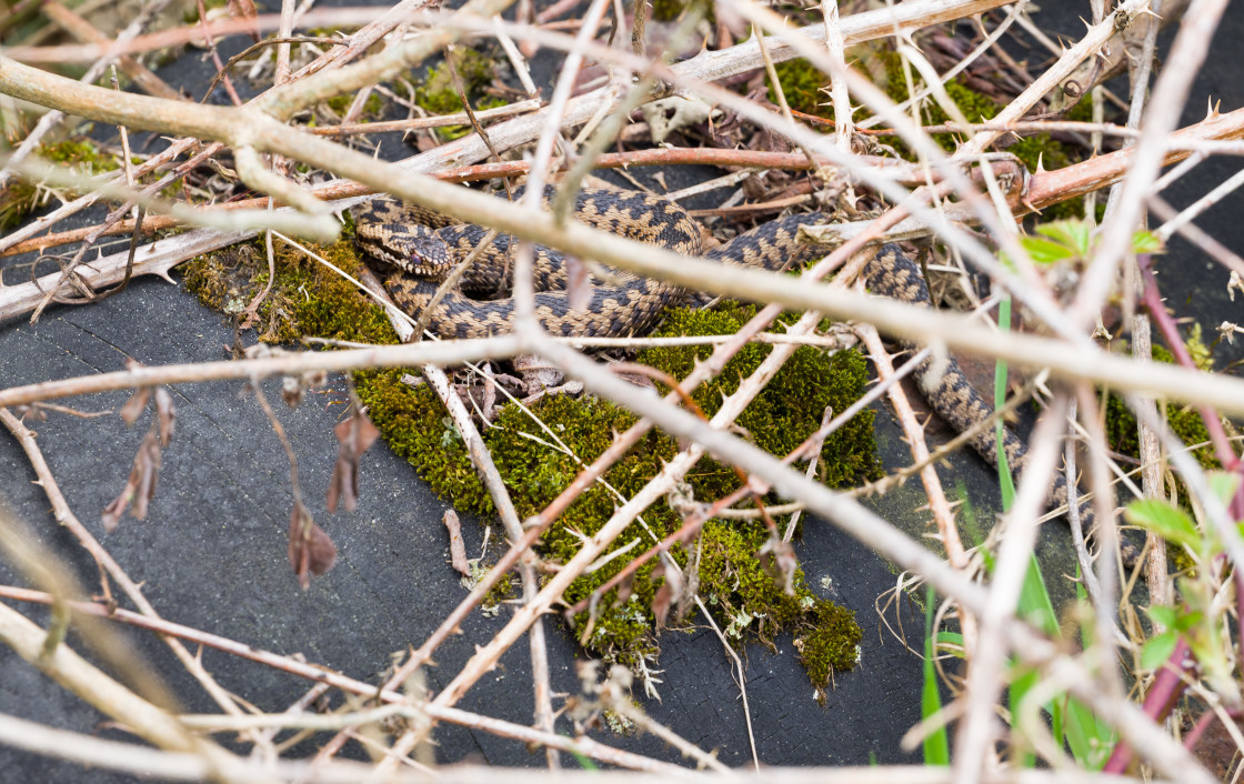 "Male Adder" stock image