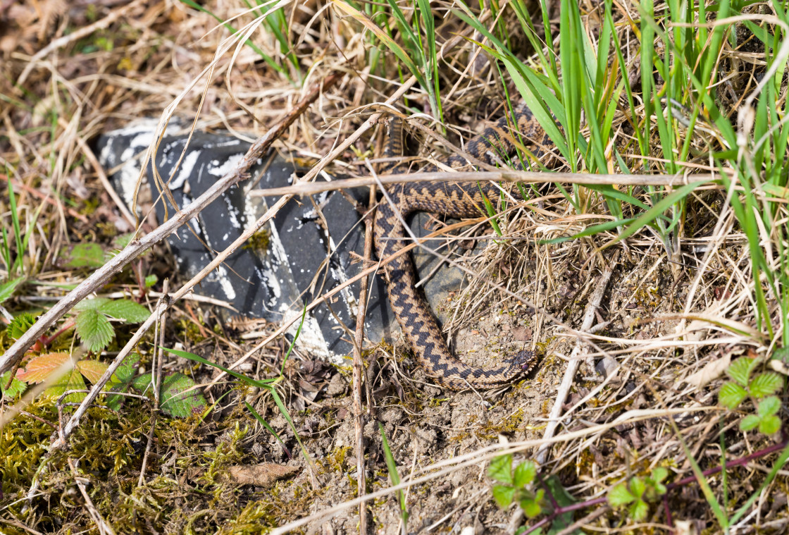 "Male Adder" stock image