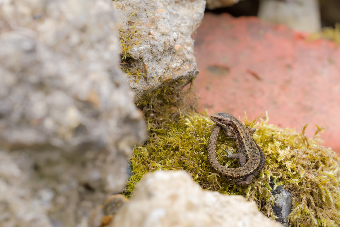 "Common Lizard" stock image