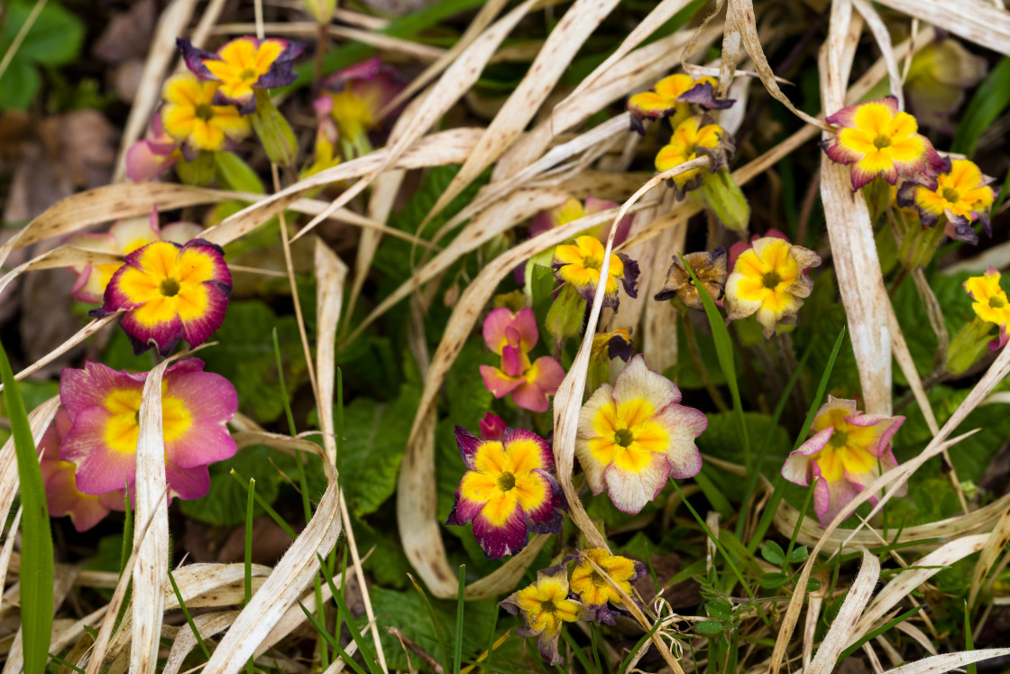 "Colourful Primroses" stock image