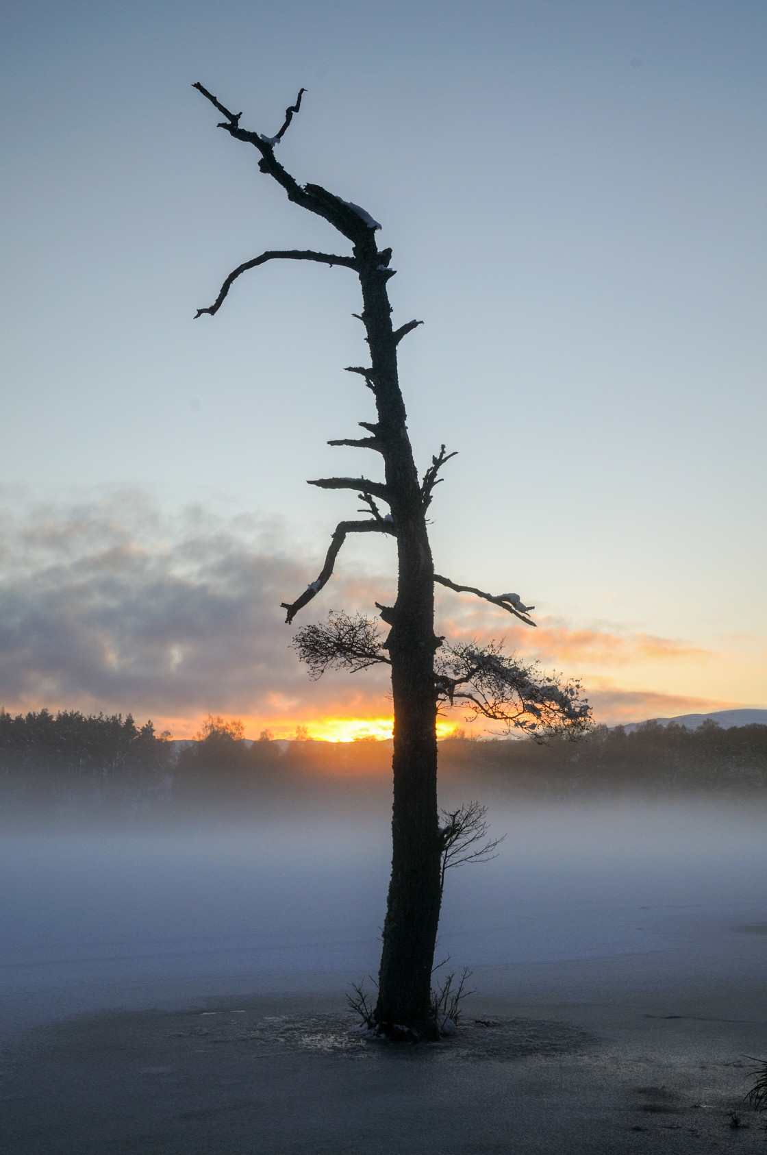 "Crooked tree, Loch Pityoulish" stock image