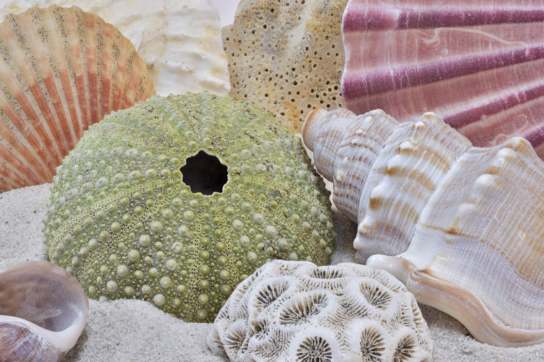 "Colorful collection of seashells on the beach" stock image