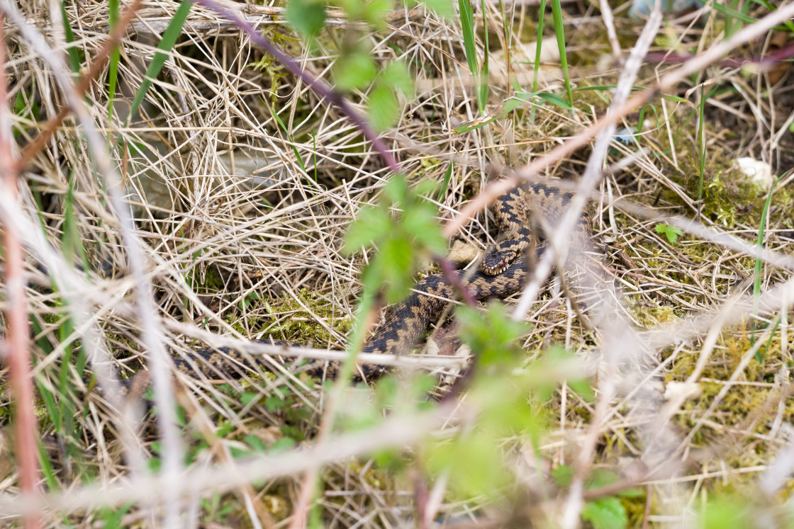 "Adder" stock image