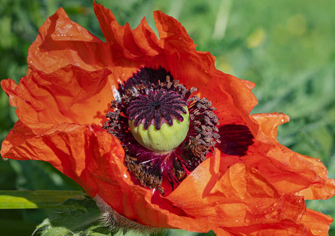 "Red Poppy" stock image