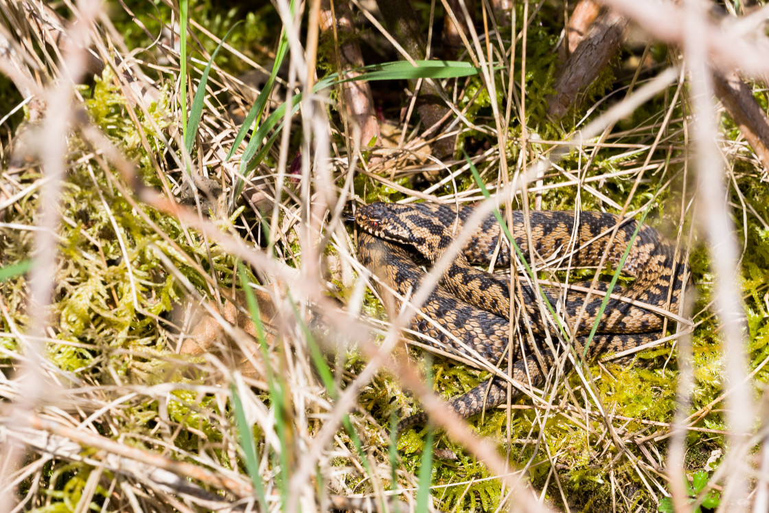 "Male Adder" stock image