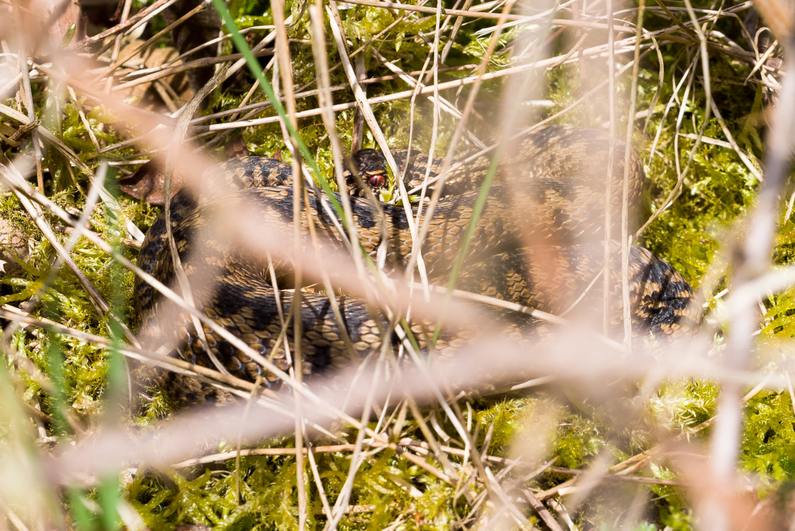 "Adder Peering through Undergrowth" stock image