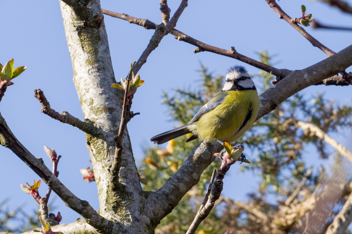 "Blue Tit" stock image