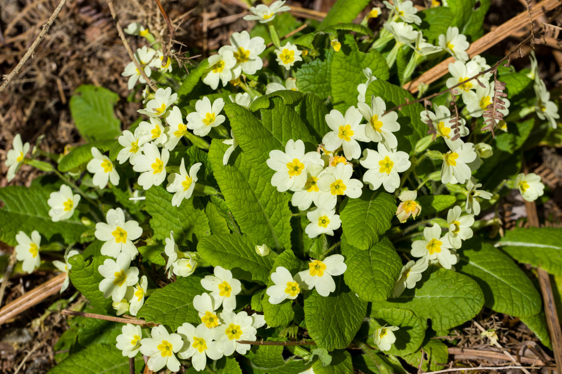 "Primrose" stock image