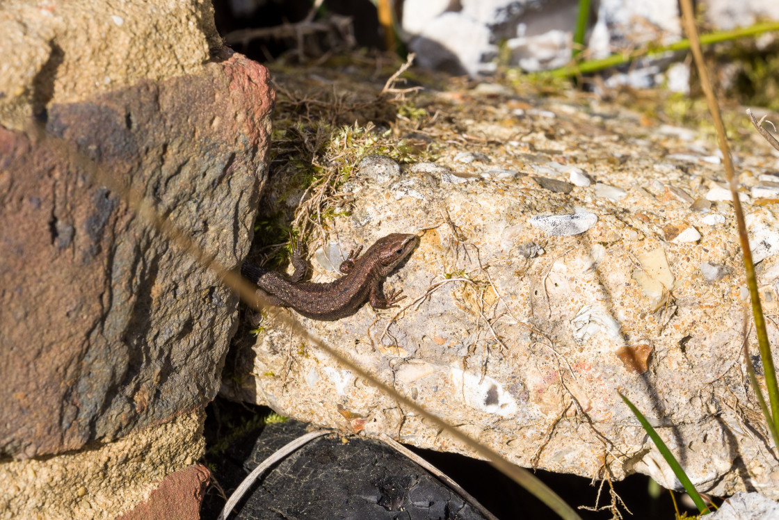 "Common Lizard" stock image