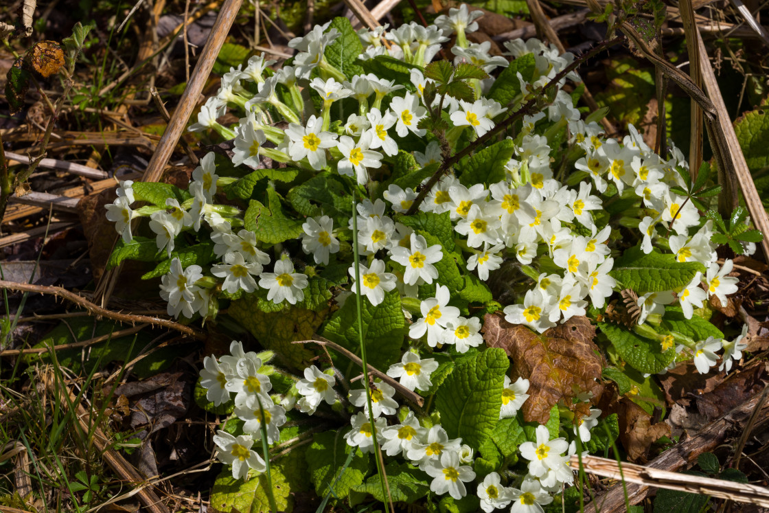 "Primrose" by Gordon England - $12.71 "Primrose" stock image
