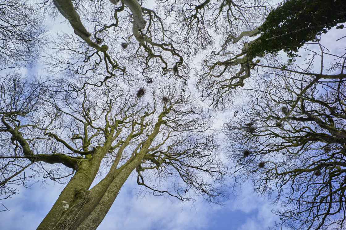 "Looking up into a rookery" stock image