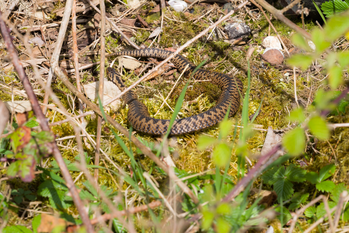 "Adder" stock image