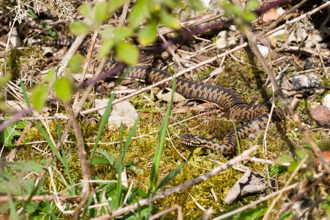 "Adder" stock image