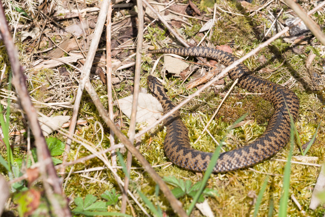 "Adder" stock image