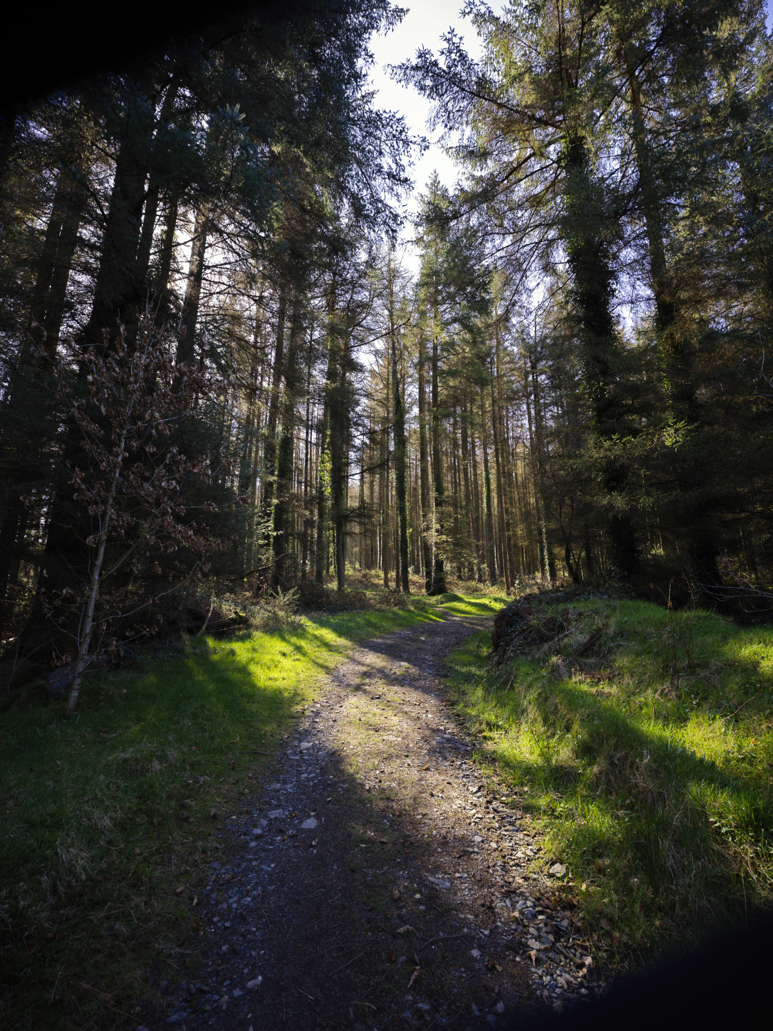 "We ventured into the woods" stock image