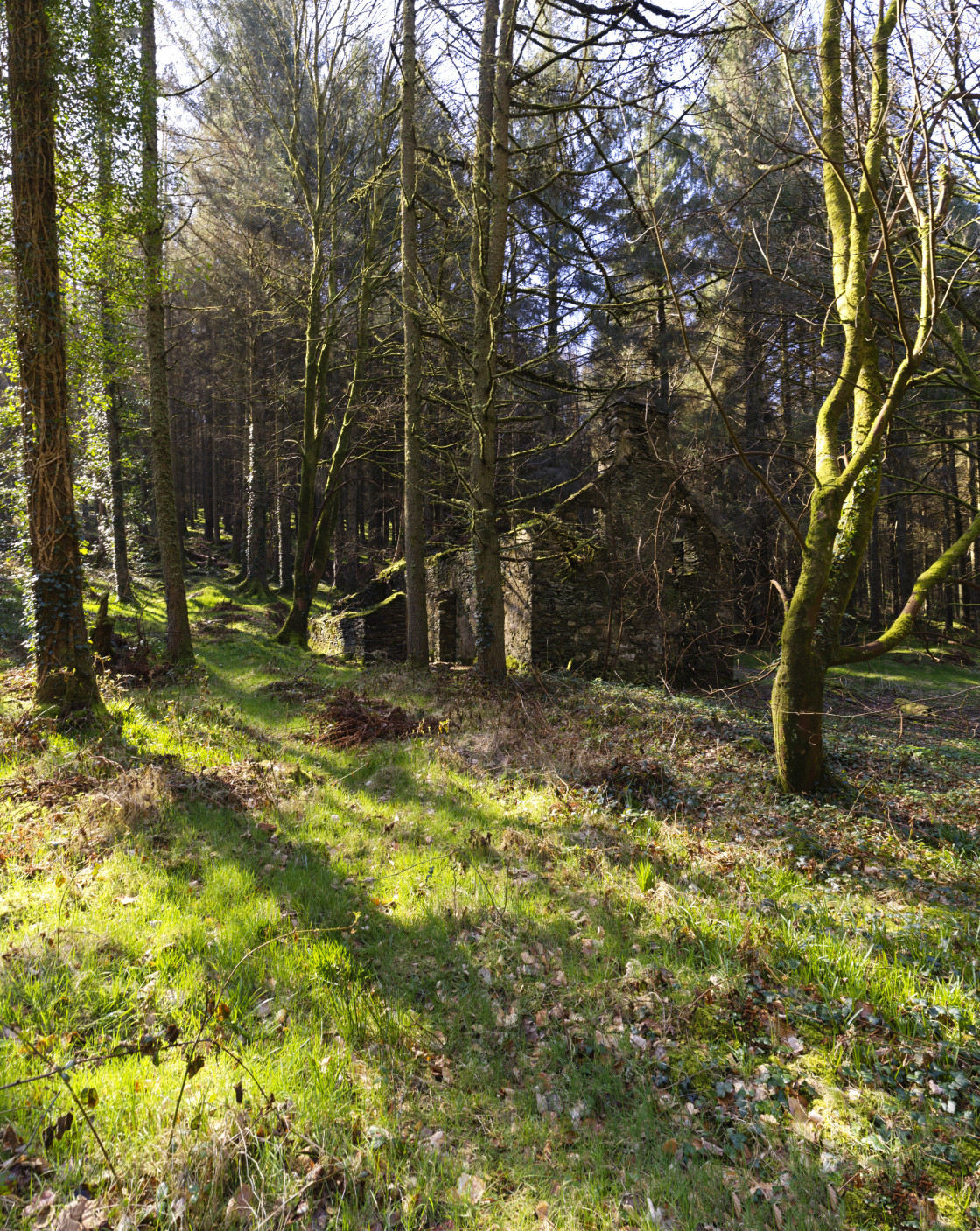 "The trees took over the house" stock image