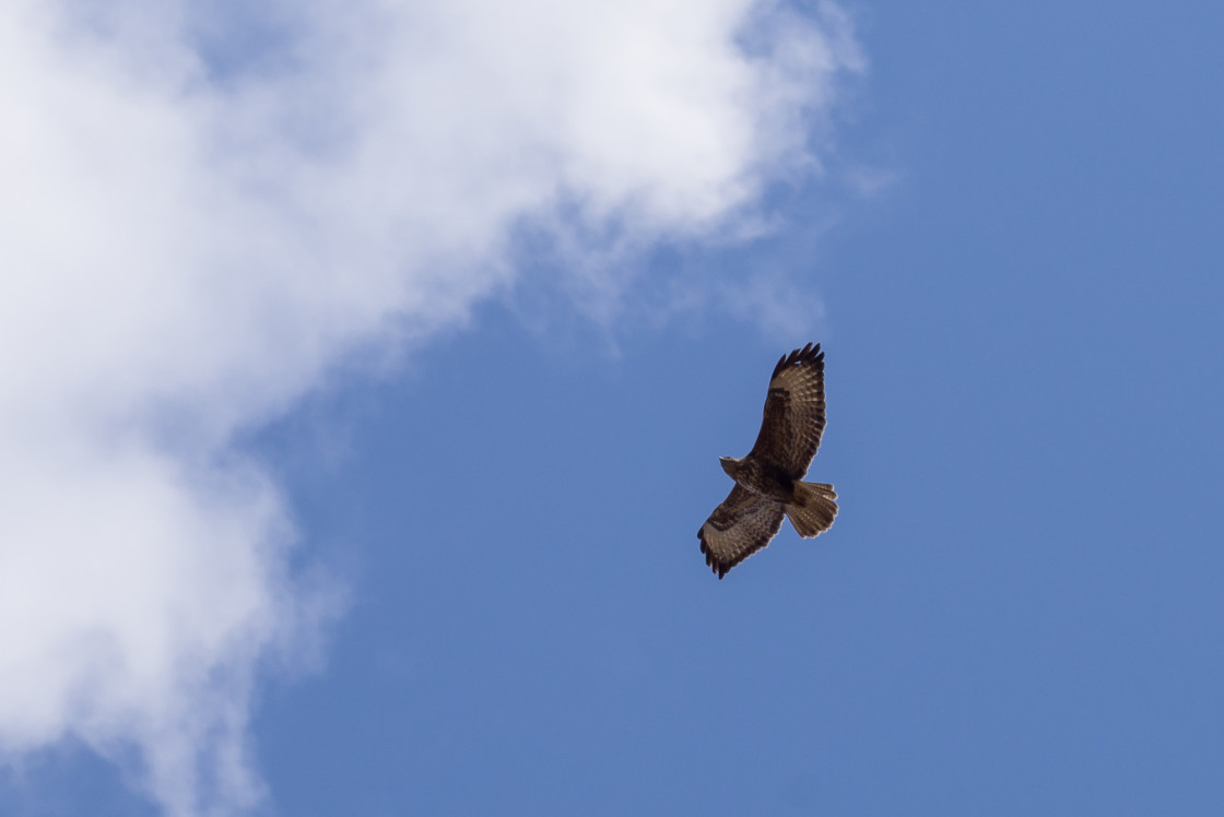 "Buzzard" stock image