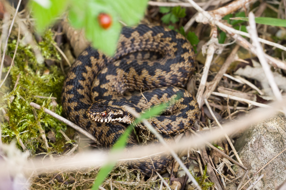 "Male Adder Snake" stock image