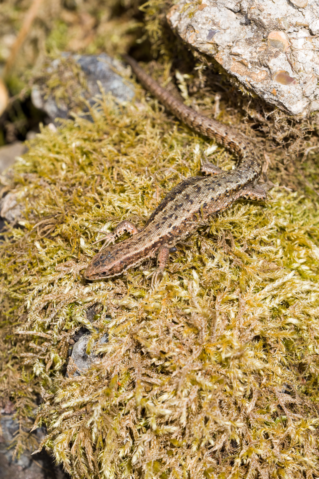 "Common Lizard" stock image