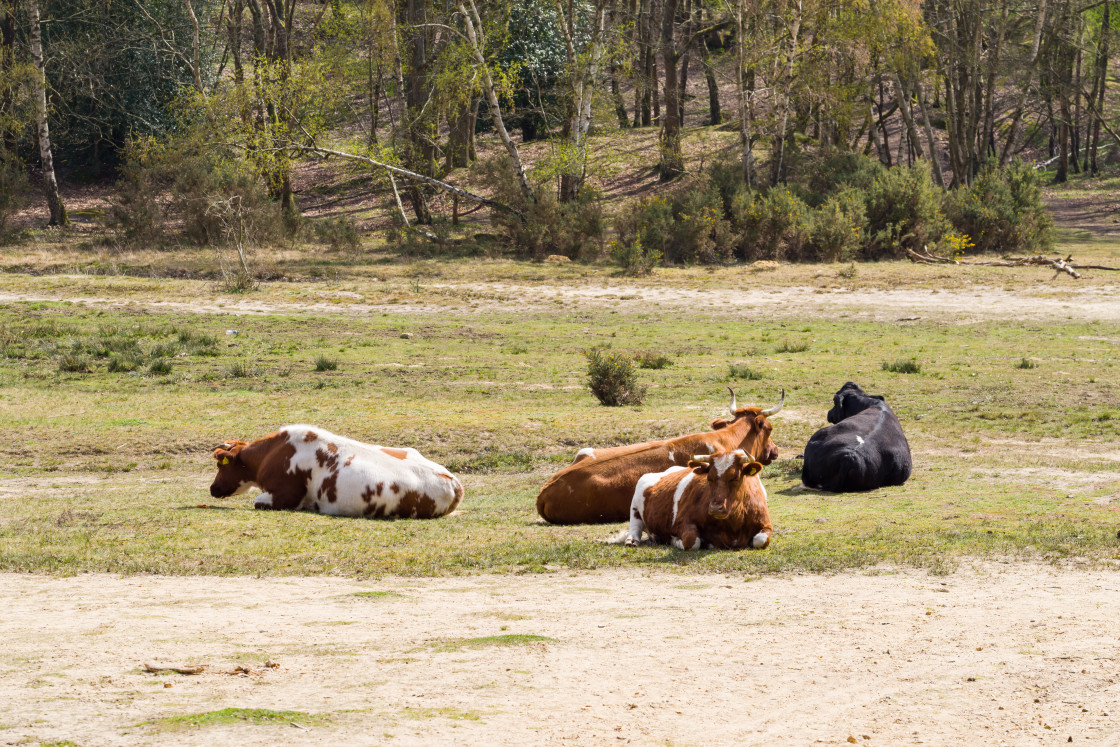 "Cattle" stock image